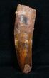 Awesome Red Spinosaurus Tooth - #4046-1